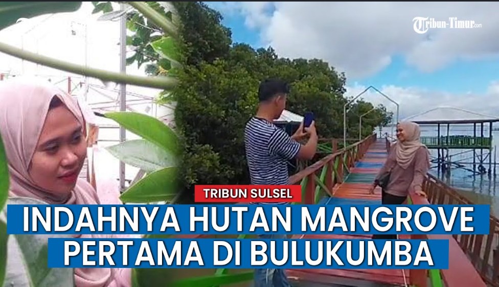 Pesona Ekowisata Mangrove Luppung: Permata Hijau Tersembunyi di Desa Manyampa, Bulukumba